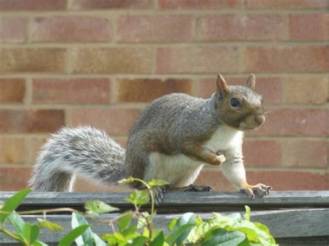 Does lavender keep squirrels away?