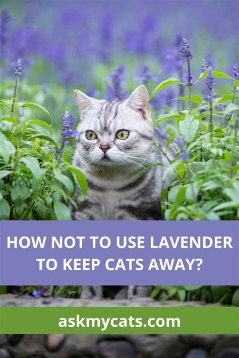 Does lavender make cats sleepy?