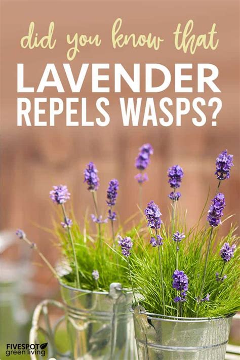 Does lavender repel chickens?