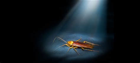 Does leaving lights on keep roaches away?