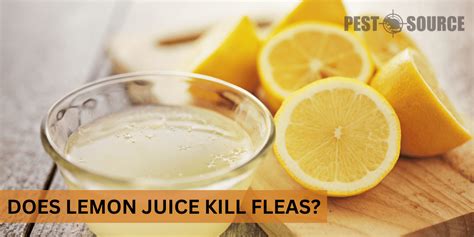 Does lemon juice kill fleas?