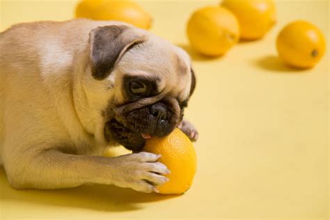 Does lemon juice stop dogs from chewing?