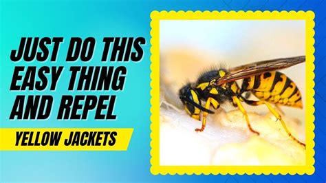 Does lemon repel yellow jackets?