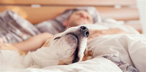 Does letting your dog sleep in your bed cause separation anxiety?