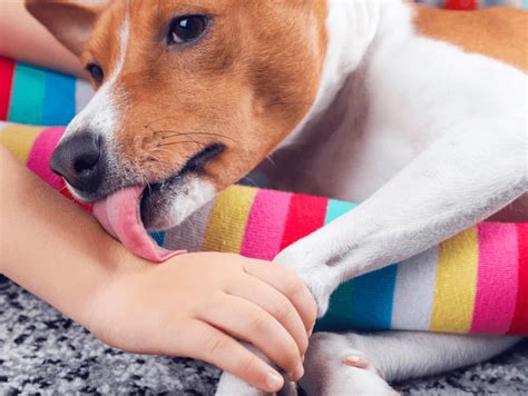 Does licking feel good for dogs?