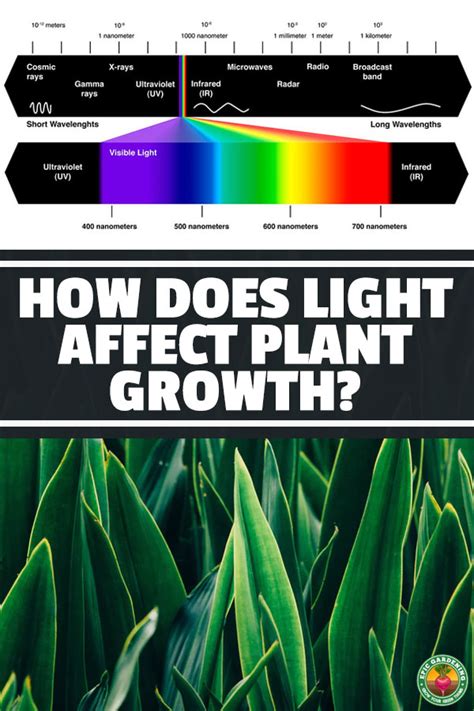 Does light color affect plant growth?