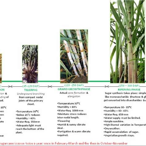 Does light level effect sugarcane?