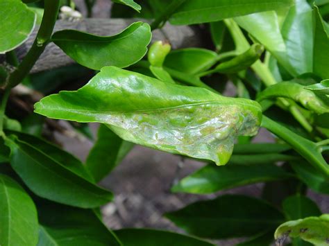 Does lime damage plants?