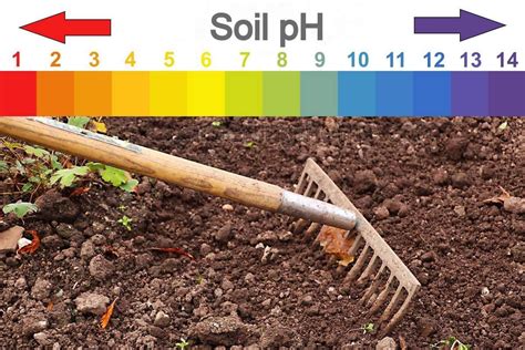 Does lime increase soil pH?