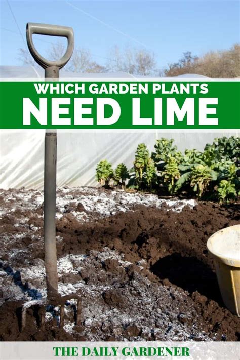 Does lime need to be worked into the soil?