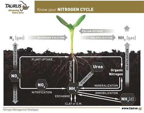 Does lime reduce nitrogen in soil?