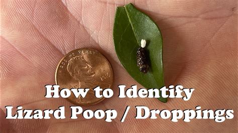 Does lizard poop have bacteria?