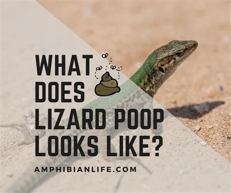Does lizard poop have parasites?