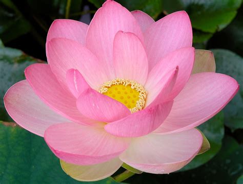 Does lotus have 100 petals?