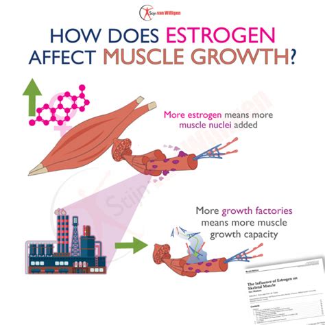 Does low estrogen affect muscle growth?