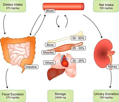 Does magnesium affect your metabolism?