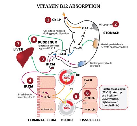 Does magnesium block B12 absorption?