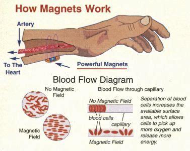 Does magnet affect blood circulation?