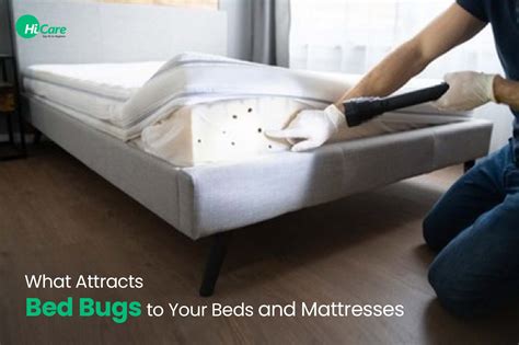 Does making your bed attract bed bugs?