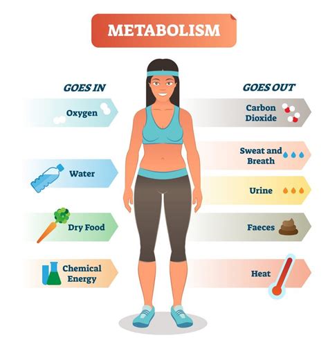 Does metabolism slow down after 30?