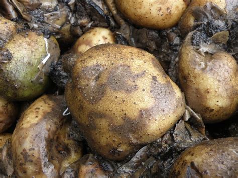 Does milk stop potato blight?