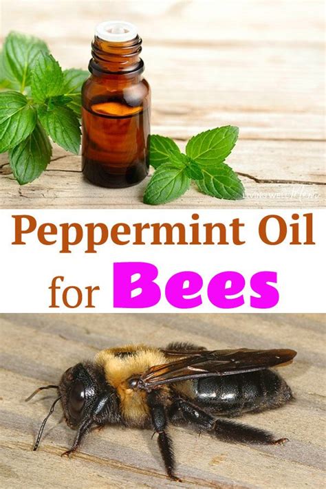 Does mint oil attract bees?