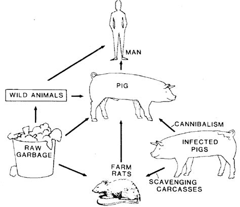 Does modern pork have trichinosis?