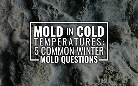 Does mold go away in winter?