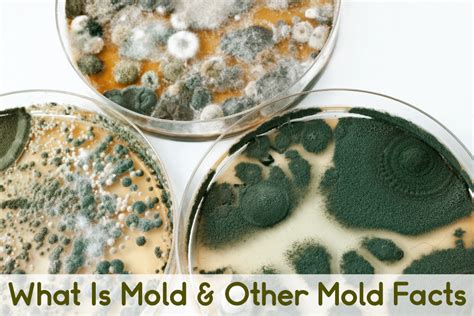 Does mold go away naturally?