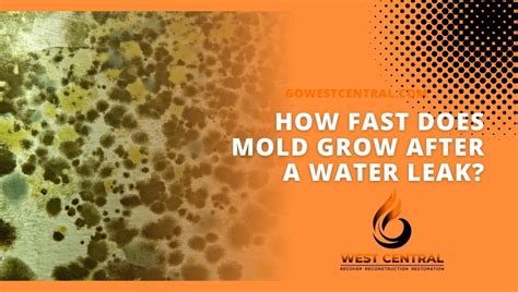 Does mold grow faster in summer?