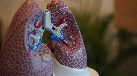 Does mold in lungs go away?