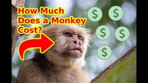 Does monkey run cost money?
