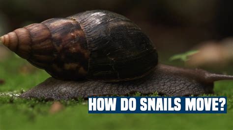 Does moving a snail hurt it?