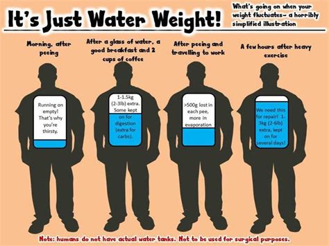 Does muscle or fat hold more water?