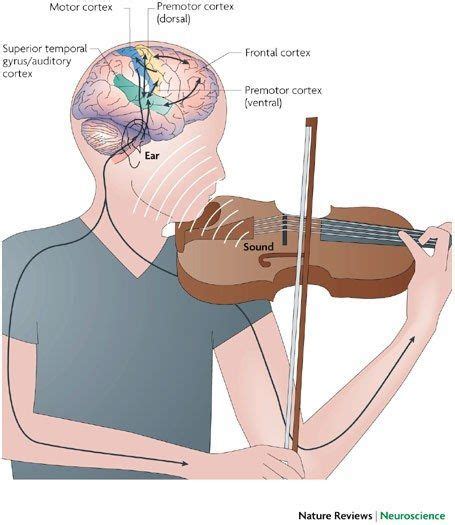 Does music affect neuroplasticity?