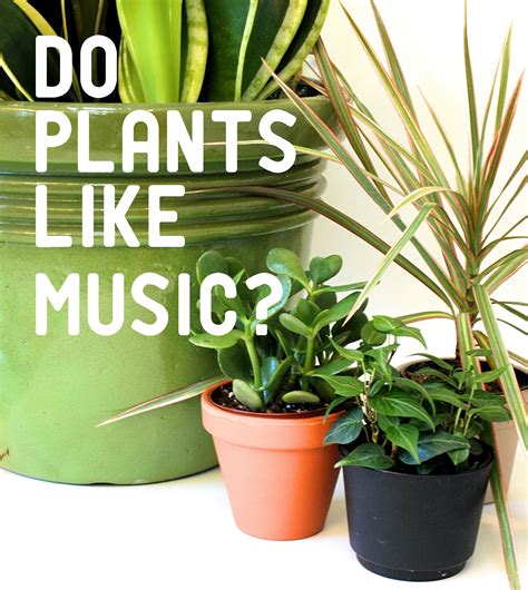 Does music help plants grow?