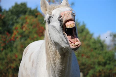 Does music scare horses?