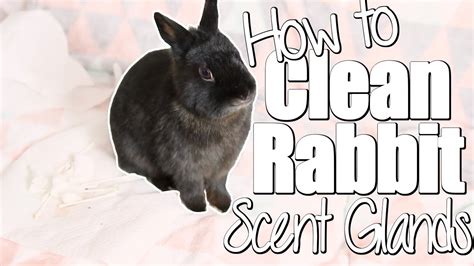 Does my bunny know my scent?