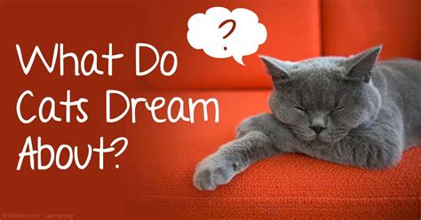 Does my cat dream about me?