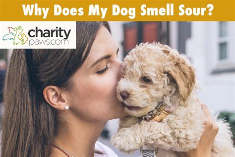 Does my dog think I smell good?