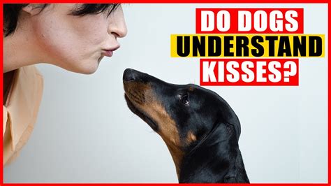 Does my dog understand kisses?