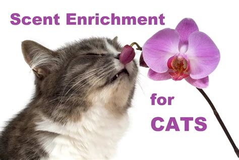 Does my scent calm my cat?