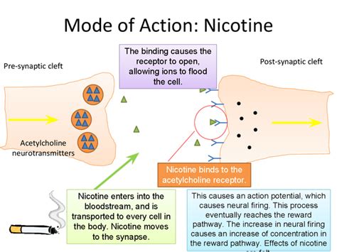 Does nicotine boost metabolism?