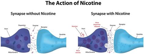 Does nicotine release dopamine?