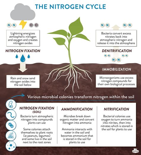 Does nitrogen rise or fall?