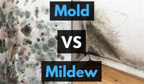 Does no moisture mean no mold?