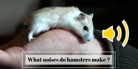 Does noise affect hamsters?