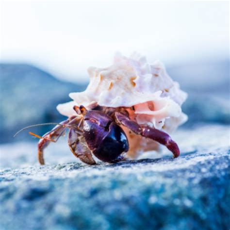 Does noise affect hermit crabs?