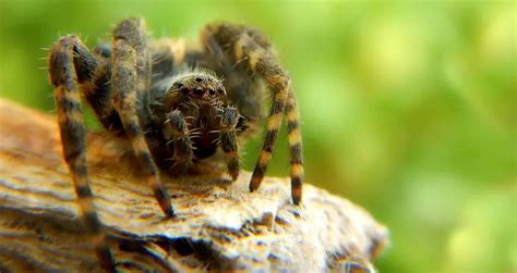 Does noise scare spiders?