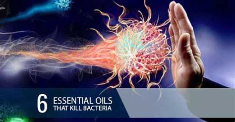 Does oil kill bacteria?